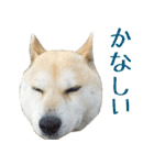 柴犬きなこ（個別スタンプ：12）