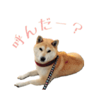 柴犬きなこ（個別スタンプ：13）