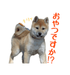 柴犬きなこ（個別スタンプ：14）