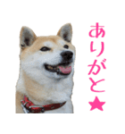 柴犬きなこ（個別スタンプ：15）