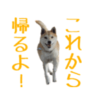 柴犬きなこ（個別スタンプ：16）