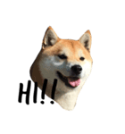 柴犬あゆき（個別スタンプ：1）