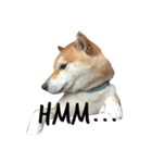 柴犬あゆき（個別スタンプ：3）