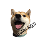 柴犬あゆき（個別スタンプ：5）