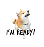 柴犬あゆき（個別スタンプ：6）