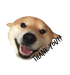 柴犬あゆき（個別スタンプ：7）