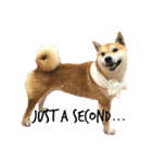 柴犬あゆき（個別スタンプ：8）