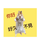 only bear-2（個別スタンプ：1）