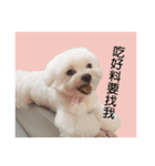 only bear-2（個別スタンプ：6）