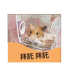 only bear-2（個別スタンプ：12）