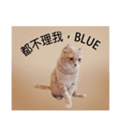 only bear-2（個別スタンプ：13）