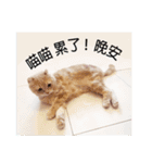 only bear-2（個別スタンプ：14）