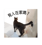 only bear-2（個別スタンプ：15）