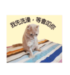 only bear-2（個別スタンプ：16）