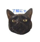 黒猫 まいまい（個別スタンプ：1）