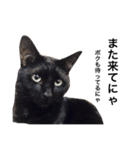 黒猫 まいまい（個別スタンプ：14）