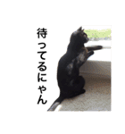 黒猫 まいまい（個別スタンプ：15）