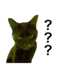 黒猫 まいまい（個別スタンプ：16）