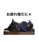 黒猫 まいまい（個別スタンプ：17）