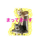 上間家の猫たち2（個別スタンプ：5）