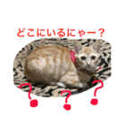上間家の猫たち2（個別スタンプ：6）
