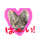 上間家の猫たち2（個別スタンプ：9）