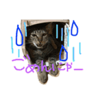 上間家の猫たち2（個別スタンプ：10）