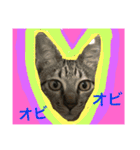 上間家の猫たち2（個別スタンプ：11）