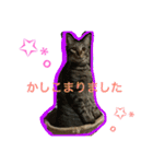 上間家の猫たち2（個別スタンプ：12）