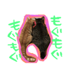 上間家の猫たち2（個別スタンプ：13）