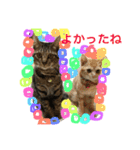 上間家の猫たち2（個別スタンプ：15）
