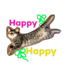 上間家の猫たち2（個別スタンプ：17）