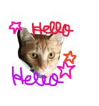 上間家の猫たち2（個別スタンプ：18）