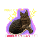 上間家の猫たち2（個別スタンプ：24）