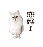 Bo-Bo Cat（個別スタンプ：1）