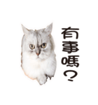 Bo-Bo Cat（個別スタンプ：2）
