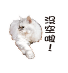 Bo-Bo Cat（個別スタンプ：3）