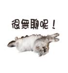 Bo-Bo Cat（個別スタンプ：4）
