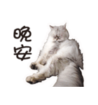 Bo-Bo Cat（個別スタンプ：5）