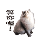 Bo-Bo Cat（個別スタンプ：6）