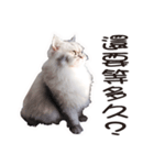 Bo-Bo Cat（個別スタンプ：7）