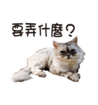 Bo-Bo Cat（個別スタンプ：8）