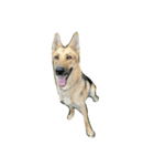 Toby the Pup（個別スタンプ：1）