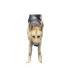 Toby the Pup（個別スタンプ：3）