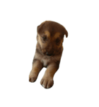 Toby the Pup（個別スタンプ：7）