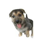 Toby the Pup（個別スタンプ：8）