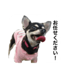 とめ吉の日常（個別スタンプ：1）