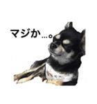とめ吉の日常（個別スタンプ：5）