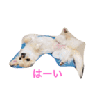 モモララスタンプ 2（個別スタンプ：1）