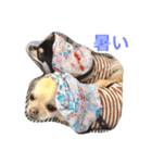 モモララスタンプ 2（個別スタンプ：10）